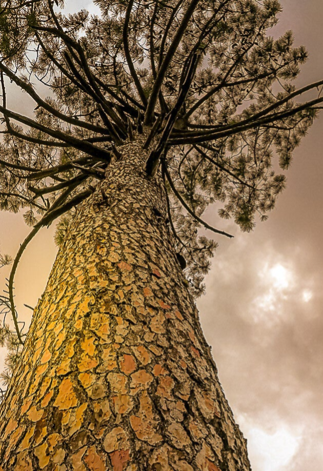 Tronc de pin photographié en contre-plongée montant vers le ciel