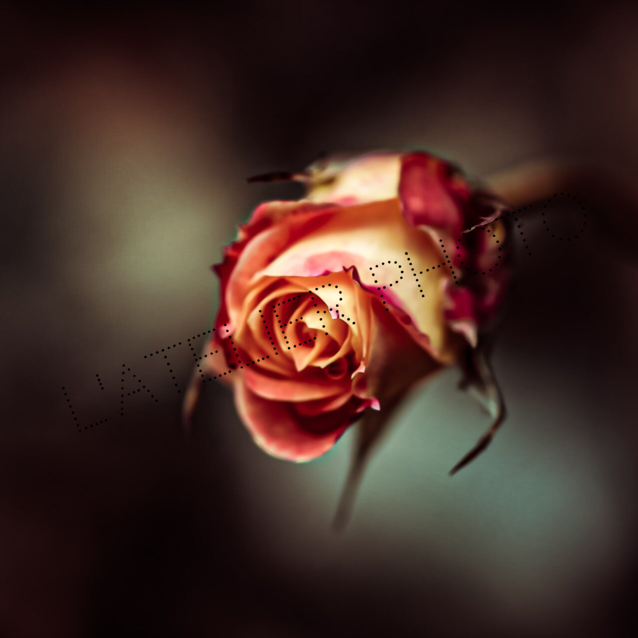 Magnet - "Bouton de rose"