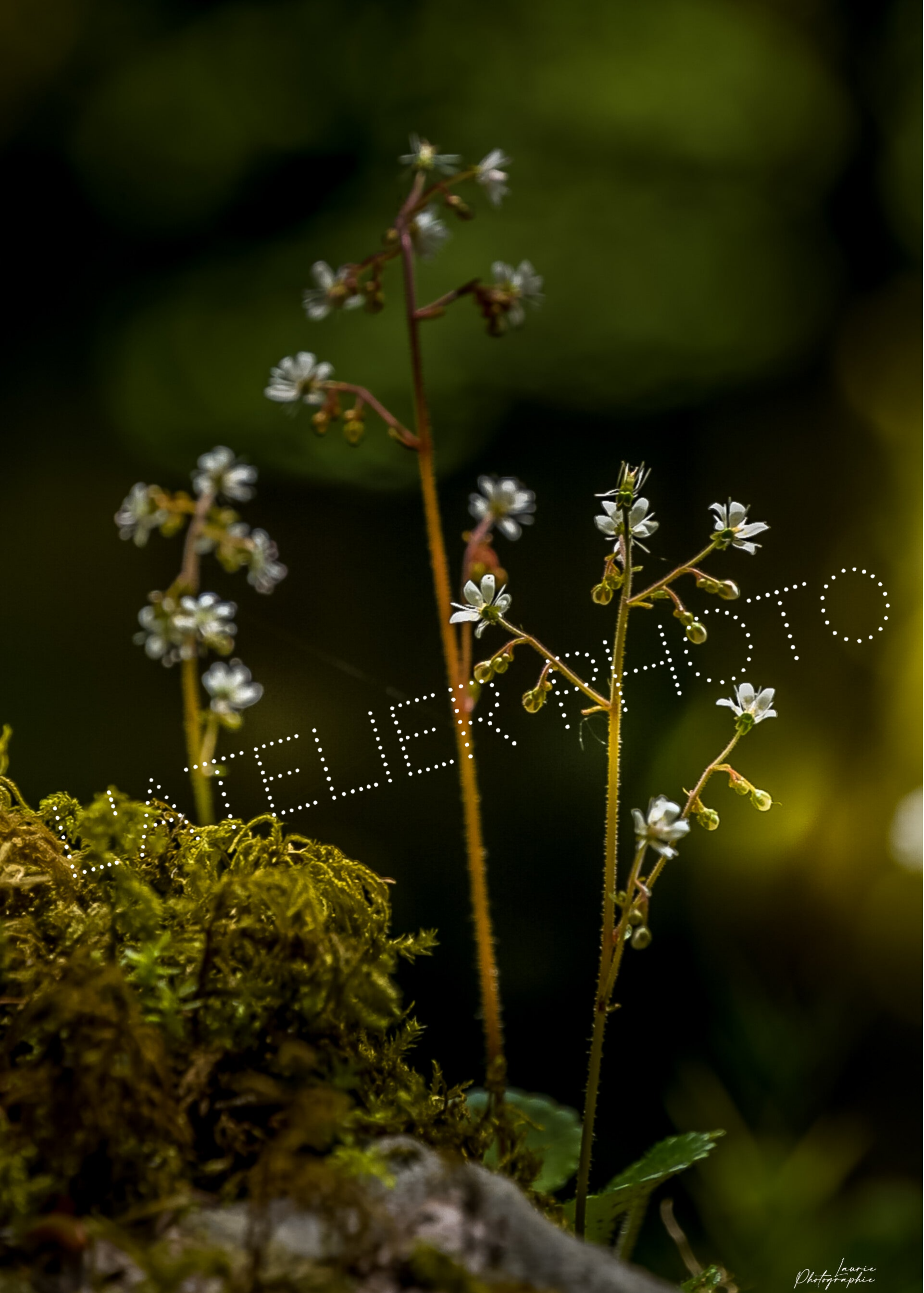 Promo - Brins de fleur