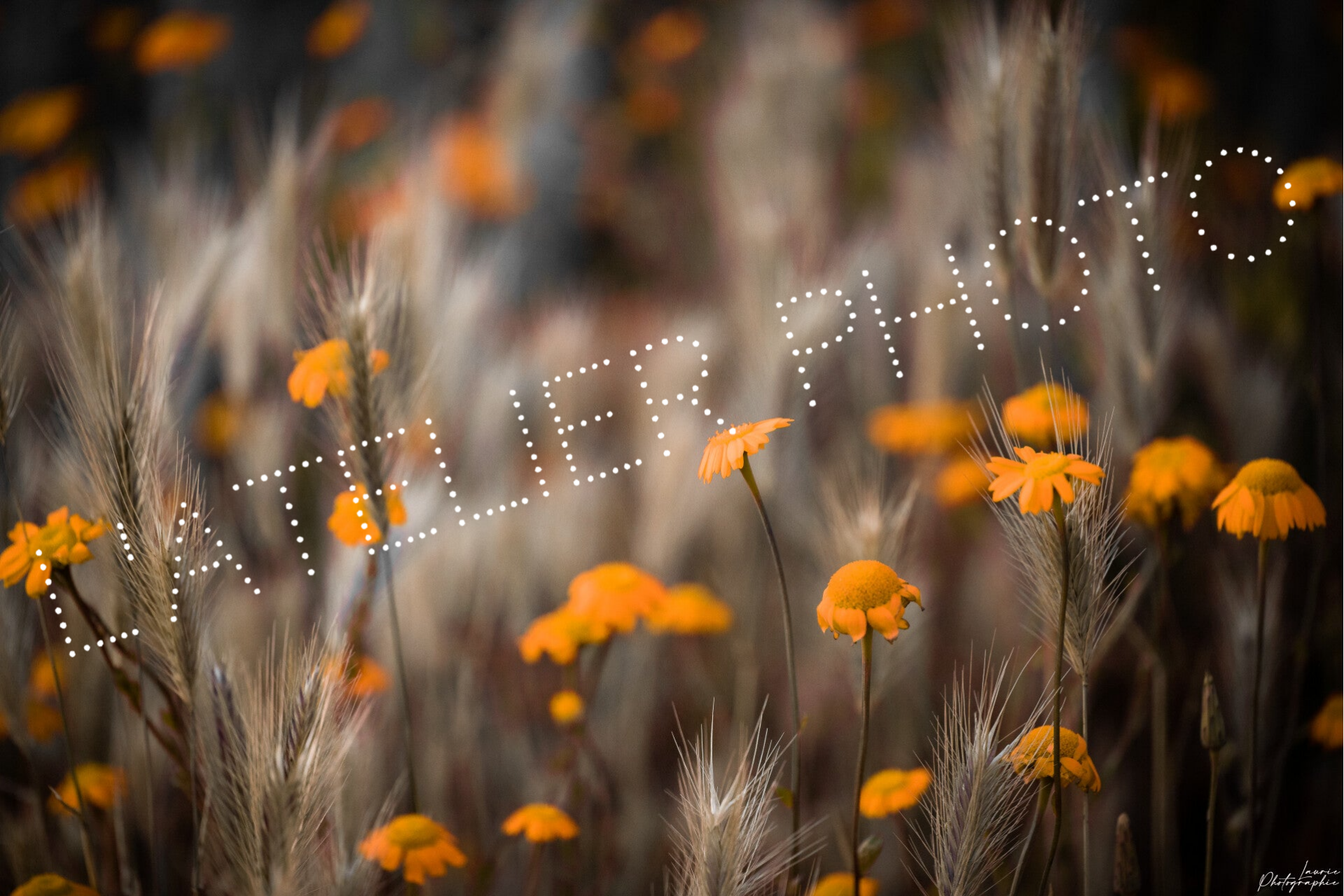 Promo - Coussin d'or