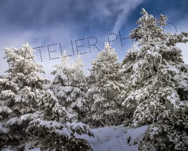 Promo - Dans les sapins