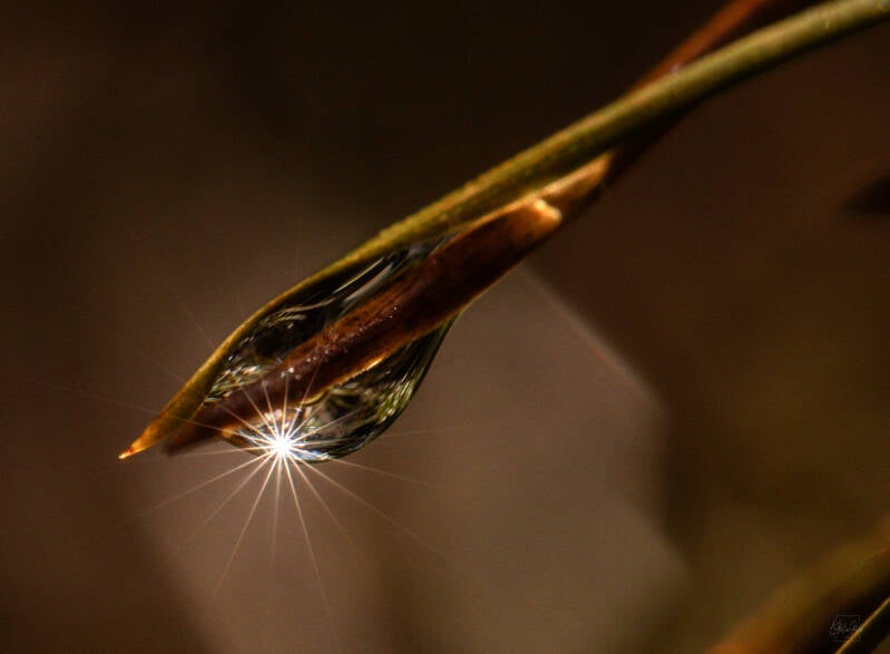 goutte de rosée, graminée en macro, lumière naturelle, photographie macro nature, rosée du matin, détail végétal, poésie végétale, photographie artistique, nature, photographe nature.