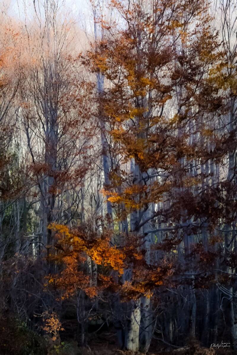 Quand l’or et le feu se mêlent, les hêtres s’illuminent comme une flamme douce au cœur de la forêt