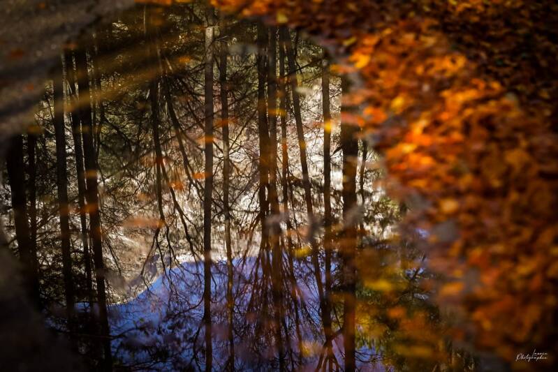 Reflet de forêt dans une flaque d'eau entourée de feuilles d'automne aux tons chauds, scène poétique et graphique