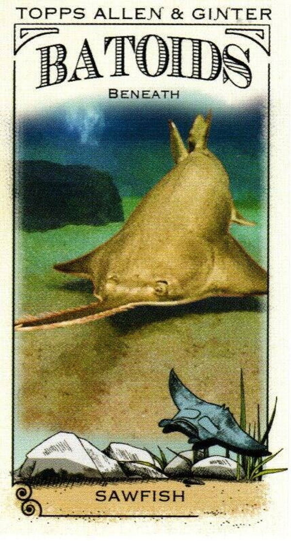 Allen & Ginter 2024 Mini Batoids Beneath #RITW-2 Sawfish