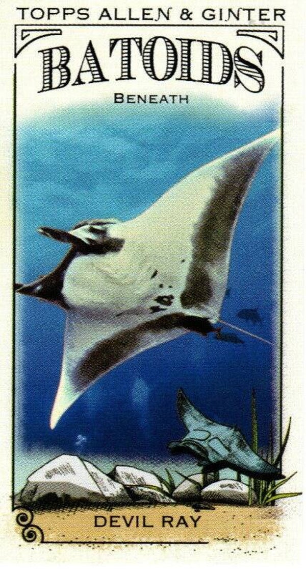 Allen & Ginter 2024 Mini Batoids Beneath #RITW-5 Devil Ray