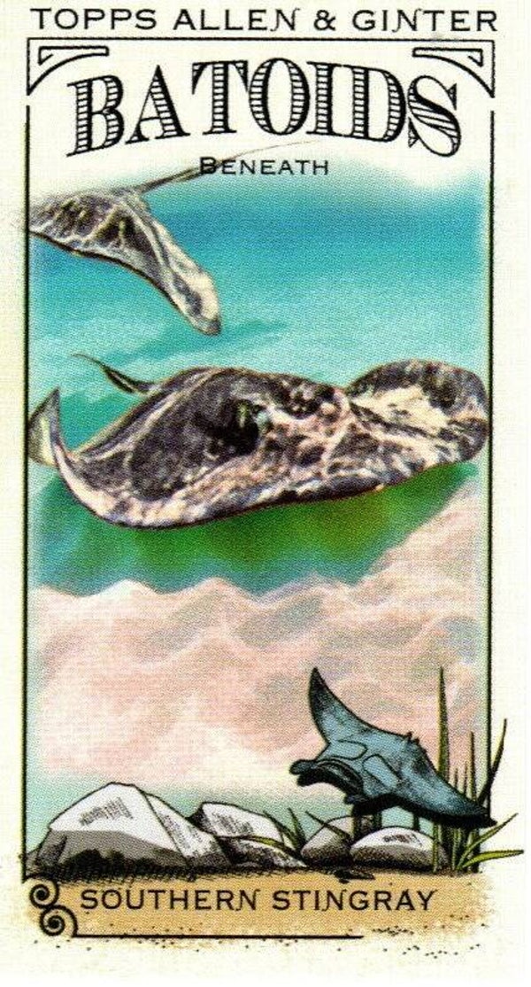 Allen & Ginter 2024 Mini Batoids Beneath #RITW-7 Southern Stingray