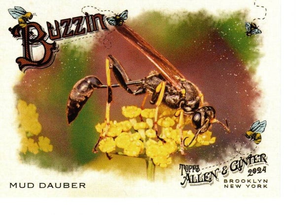 Allen & Ginter 2024 Buzzin' #BUZ-1 Mud Dauber