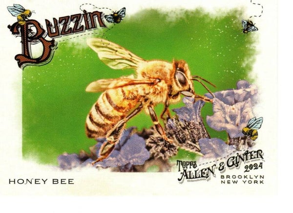 Allen & Ginter 2024 Buzzin' #BUZ-2 Honey Bee