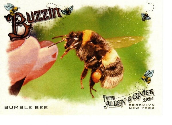 Allen & Ginter 2024 Buzzin' #BUZ-3 Bumble Bee