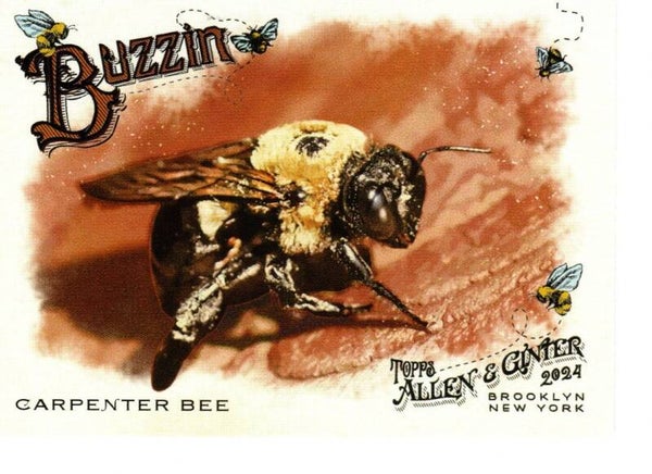 Allen & Ginter 2024 Buzzin' #BUZ-4 Carpenter Bee