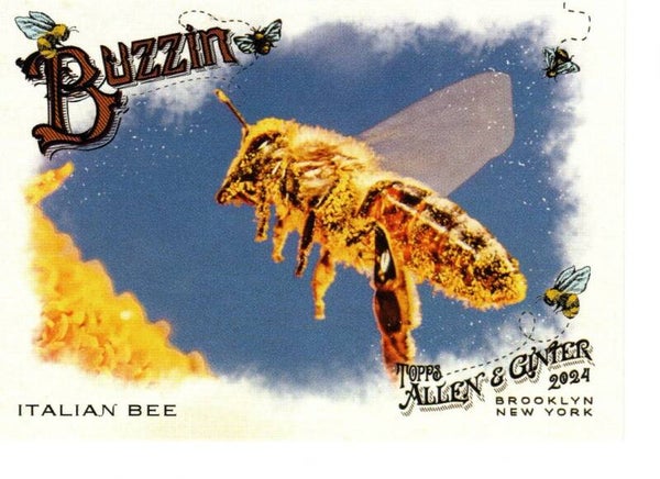 Allen & Ginter 2024 Buzzin' #BUZ-5 Italian Bee