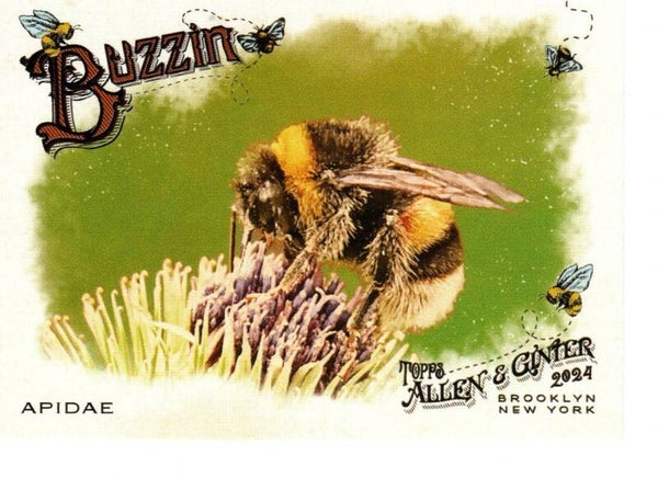 Allen & Ginter 2024 Buzzin' #BUZ-6 Apidae