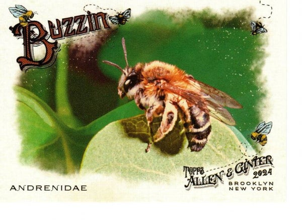 Allen & Ginter 2024 Buzzin' #BUZ-7 Andrenidae
