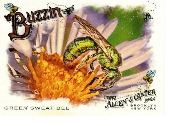 Allen & Ginter 2024 Buzzin' #BUZ-8 Green Sweat Bee