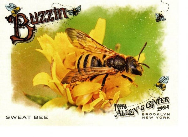 Allen & Ginter 2024 Buzzin' #BUZ-9 Sweat Bee