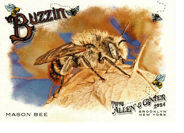 Allen & Ginter 2024 Buzzin' #BUZ-10 Mason Bee