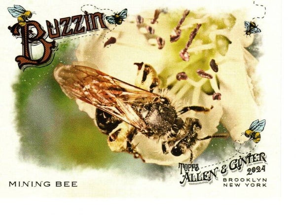 Allen & Ginter 2024 Buzzin' #BUZ-12 Mining Bee