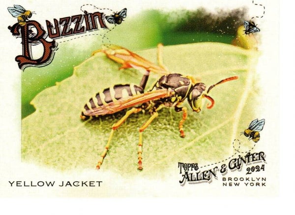 Allen & Ginter 2024 Buzzin' #BUZ-13 Yellow Jacket