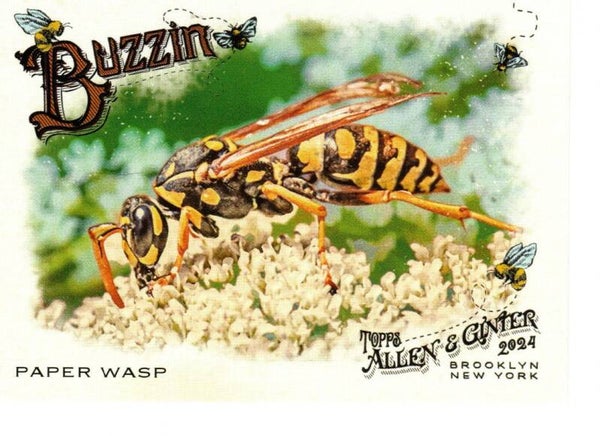 Allen & Ginter 2024 Buzzin' #BUZ-14 Paper Wasp