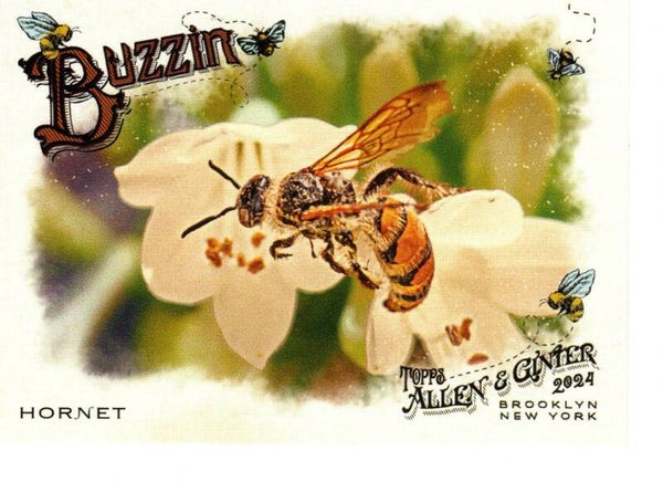 Allen & Ginter 2024 Buzzin' #BUZ-15 Hornet