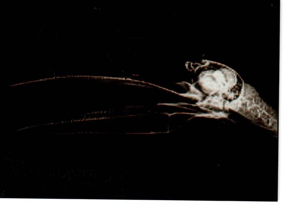 Allen & Ginter 2024 X-Ray'd #XR-1 Toco Toucan