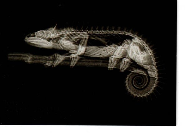 Allen & Ginter 2024 X-Ray'd #XR-2 Mellers Chameleon
