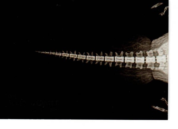 Allen & Ginter 2024 X-Ray'd #XR-3 Beaver Tail