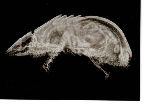 Allen & Ginter 2024 X-Ray'd #XR-4 Armadillo