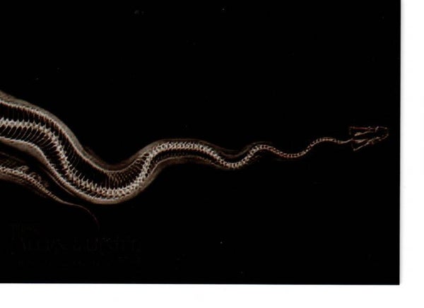 Allen & Ginter 2024 X-Ray'd #XR-5 Ball Python