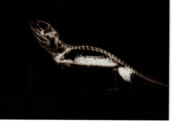 Allen & Ginter 2024 X-Ray'd #XR-6 Bearded Dragon