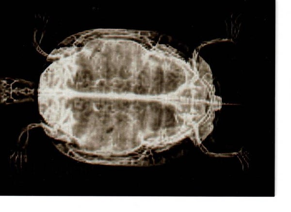 Allen & Ginter 2024 X-Ray'd #XR-7 Western Pond Turtle