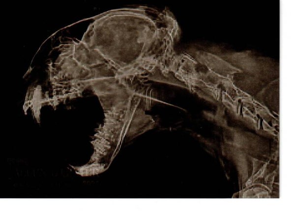 Allen & Ginter 2024 X-Ray'd #XR-8 Bobcat