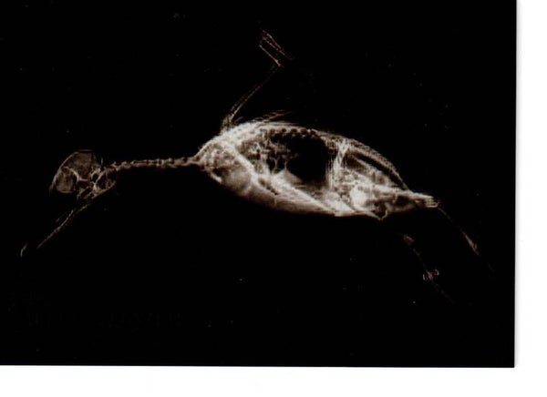 Allen & Ginter 2024 X-Ray'd #XR-9 Bufflehead Duck