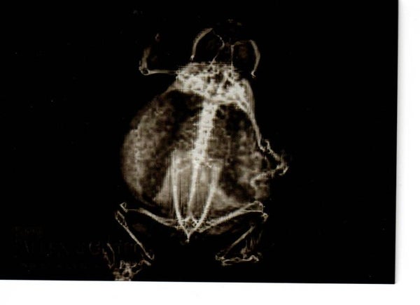 Allen & Ginter 2024 X-Ray'd #XR-10 American bullfrog