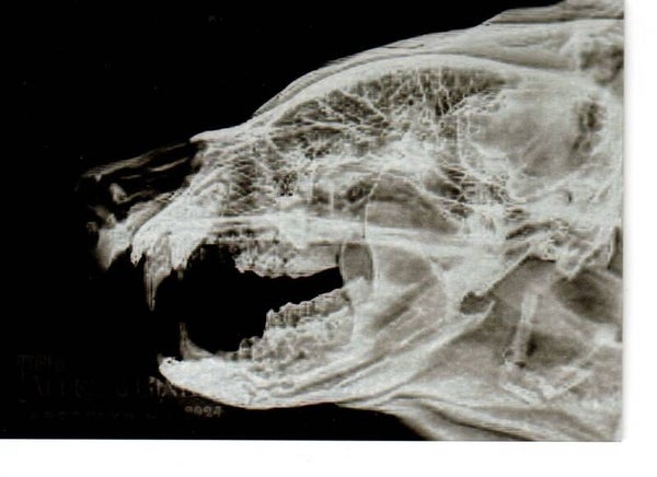 Allen & Ginter 2024 X-Ray'd #XR-11 Black Bear