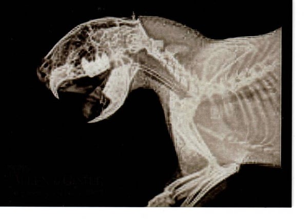 Allen & Ginter 2024 X-Ray'd #XR-12 Cape Porcupine