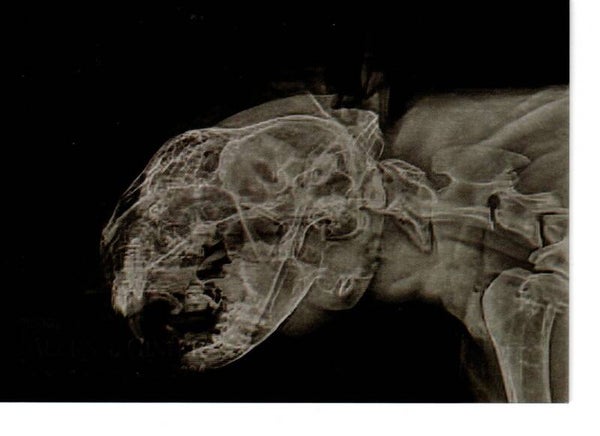 Allen & Ginter 2024 X-Ray'd #XR-13 Cougar