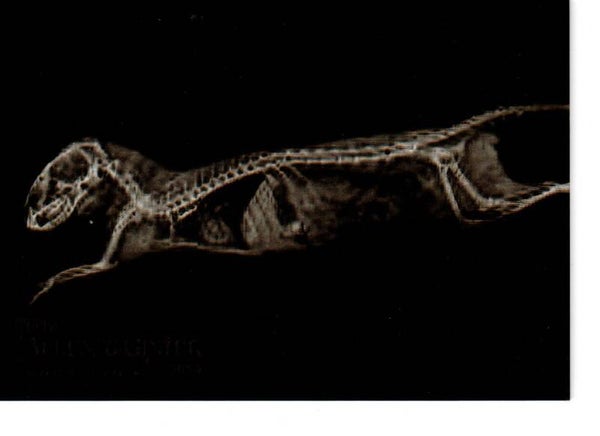 Allen & Ginter 2024 X-Ray'd #XR-14 Dwarf Mongoose