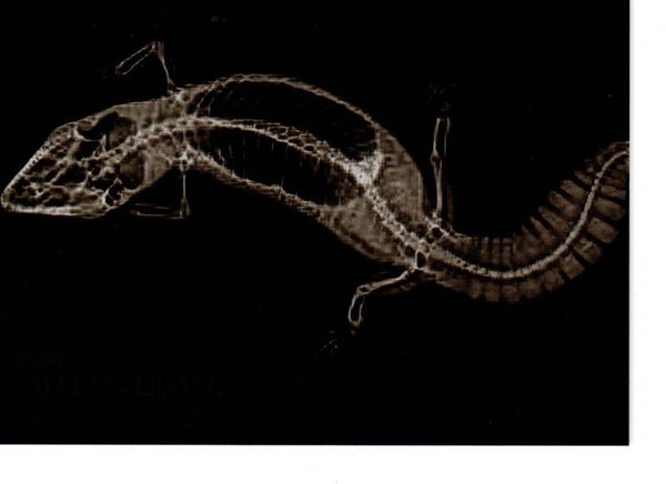 Allen & Ginter 2024 X-Ray'd #XR-15 Fat-Tailed Gecko