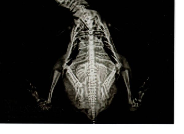 Allen & Ginter 2024 X-Ray'd #XR-17 Humboldt Penguin