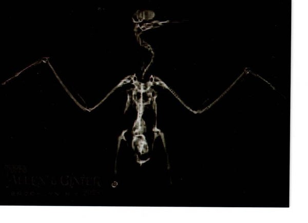 Allen & Ginter 2024 X-Ray'd #XR-18 Inca Tern