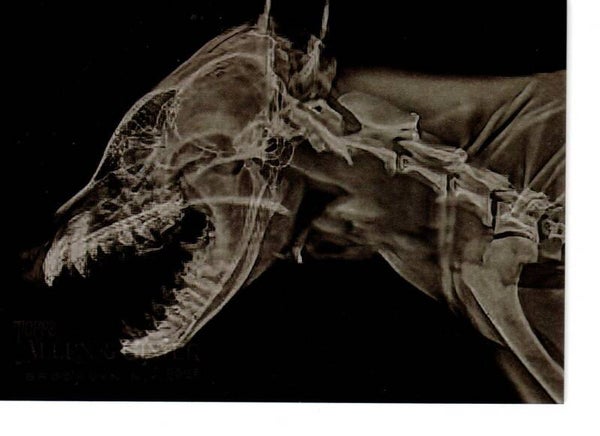 Allen & Ginter 2024 X-Ray'd #XR-19 African Painted Dog
