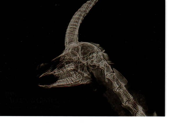 Allen & Ginter 2024 X-Ray'd #XR-20 Speke’s Gazelle