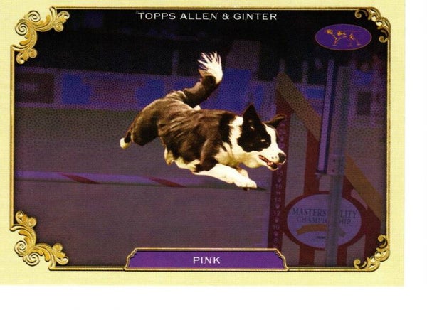 Allen & Ginter 2024 Westminster Kennel Club #SOS-2 Pink