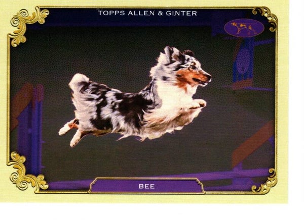 Allen & Ginter 2024 Westminster Kennel Club #SOS-3 Bee