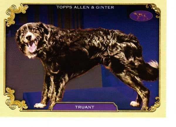 Allen & Ginter 2024 Westminster Kennel Club #SOS-4 Truant