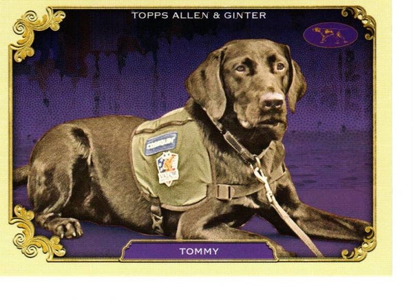 Allen & Ginter 2024 Westminster Kennel Club #SOS-6 Tommy