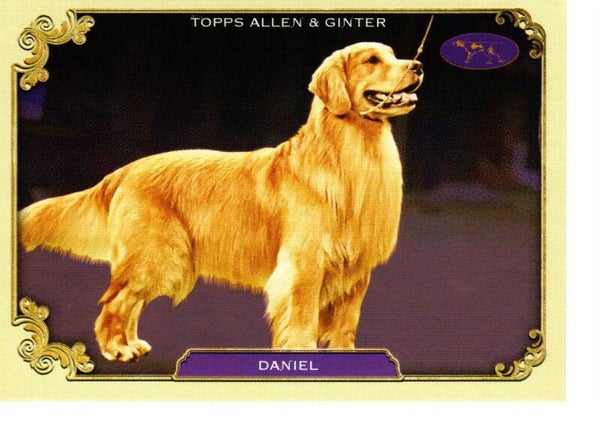 Allen & Ginter 2024 Westminster Kennel Club #SOS-7 Daniel