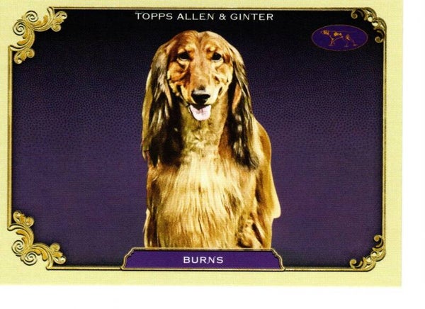 Allen & Ginter 2024 Westminster Kennel Club #SOS-8 Burns